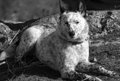 Sadie, a black and white cattle dog, lies on mossy granite surface